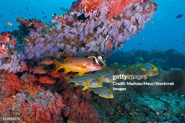 colourful reef with purple and red hard and soft coral with anthias snapper bigeye and sweetlip fish, ari and male atoll, maldives. - ari stock-fotos und bilder