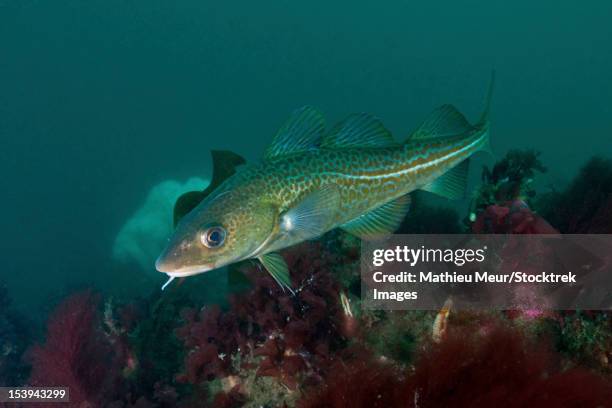 Cod File Fish. Atlantic Atlantic Cod Fish Photos et images de collection - Getty Images