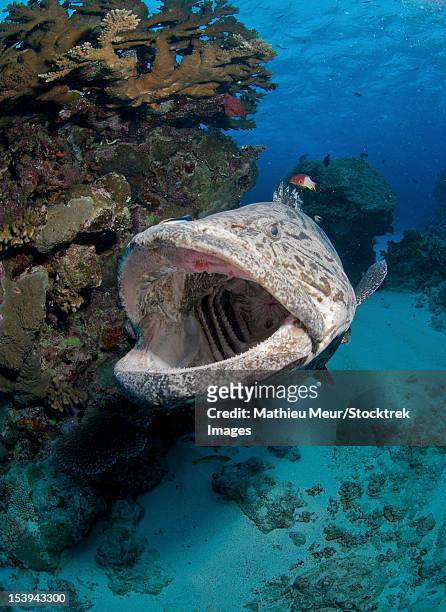 potato grouper, great barrier reef, queensland, australia. - grouper fotografías e imágenes de stock