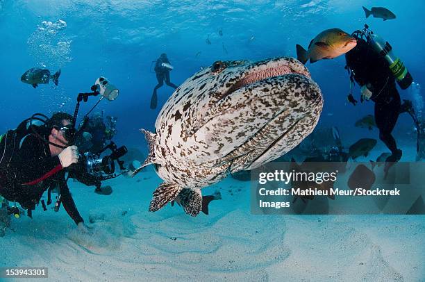 divers photographing a giant grouper, great barrier reef, queensland, australia. - epinephelus lanceolatus stock pictures, royalty-free photos & images