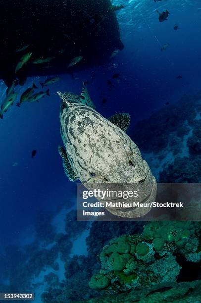 giant grouper, great barrier reef, queensland, australia. - epinephelus lanceolatus stock pictures, royalty-free photos & images