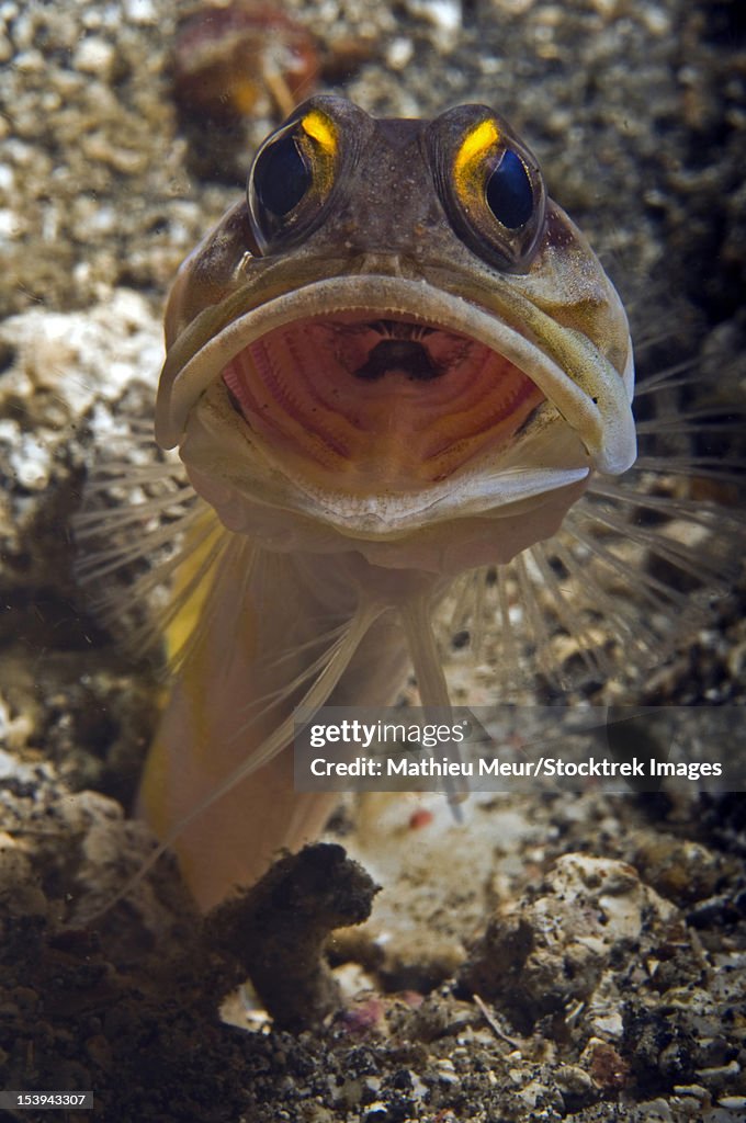 Gold-speck jawfish mouth wide open, Lembeh Strait, Bitung, North Sulawesi, Indonesia.