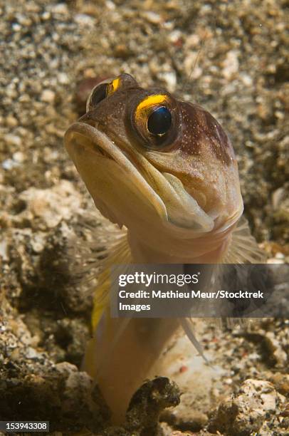 gold-speck jawfish pouting, lembeh strait, bitung, north sulawesi, indonesia. - blenny stock pictures, royalty-free photos & images