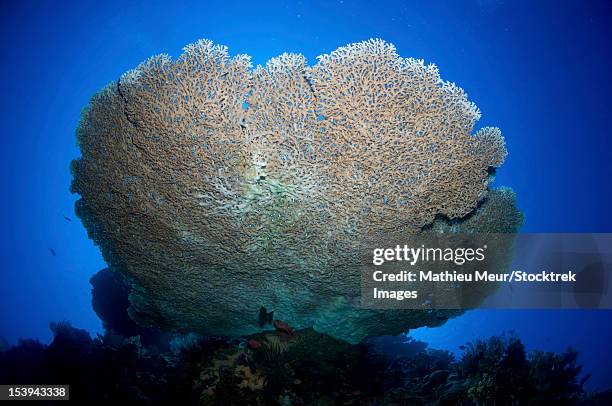 large staghorn coral viewed from below, christmas island, australia. - julön bildbanksfoton och bilder