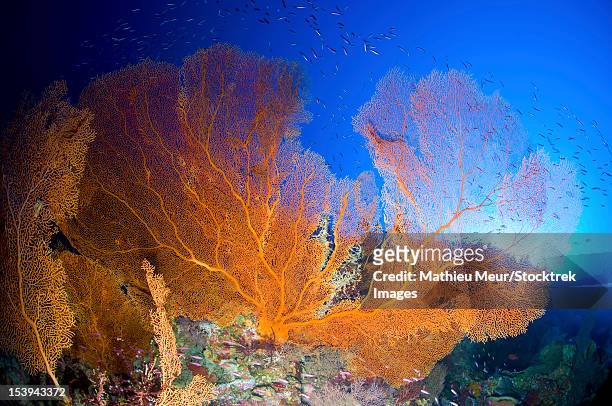 orange gorgonian sea fan, christmas island, australia. - christmas island stock-fotos und bilder