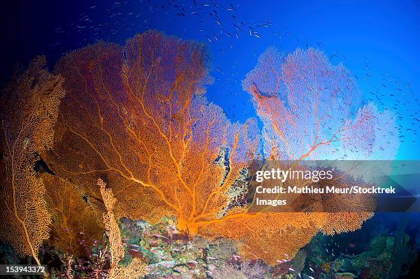 orange gorgonian sea fan, christmas island, australia. - julön bildbanksfoton och bilder