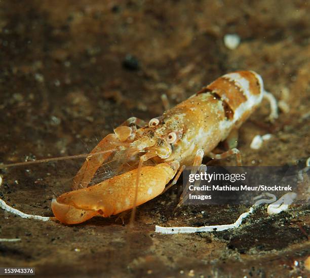 orange snapping shrimp in coconut shell, lembeh strait, bitung, north sulawesi, indonesia. - claw stock pictures, royalty-free photos & images