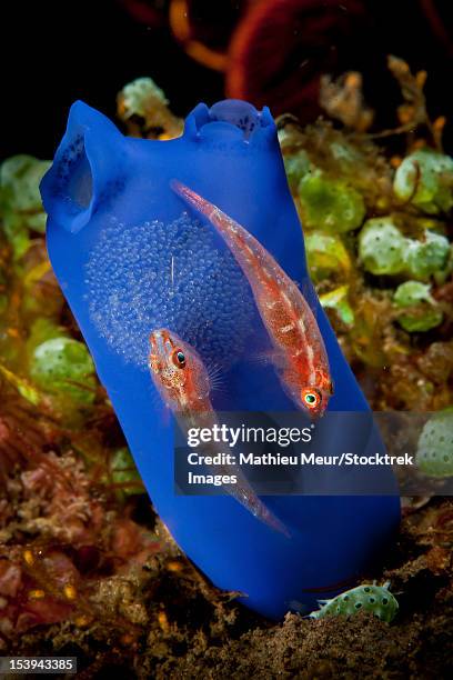 pair of red gobies on blue tunicate with eggs, bali, indonesia. - blenny stock pictures, royalty-free photos & images