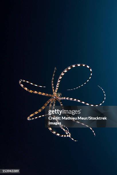 parachuting mimic octopus, lembeh strait, bitung, north sulawesi, indonesia. - tentacle pattern stock pictures, royalty-free photos & images