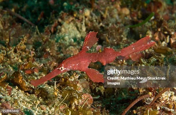 red robust ghost pipefish, puerto galera, negros oriental, philippines. - robust ghost pipefish stock pictures, royalty-free photos & images
