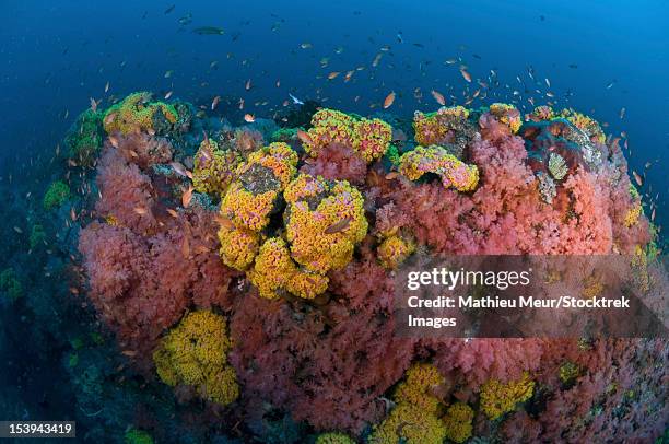 reef scene with corals and fish, puerto galera, negros oriental, philippines. - corallimorpharia stock pictures, royalty-free photos & images