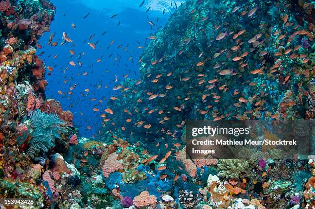 reef scene with corals and fish, komodo, indonesia. - corallimorpharia stock pictures, royalty-free photos & images