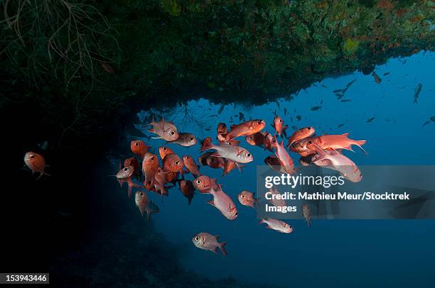 school of red bigeye under a rocky ledge, ari and male atoll, maldives. - bigeye fish stock pictures, royalty-free photos & images