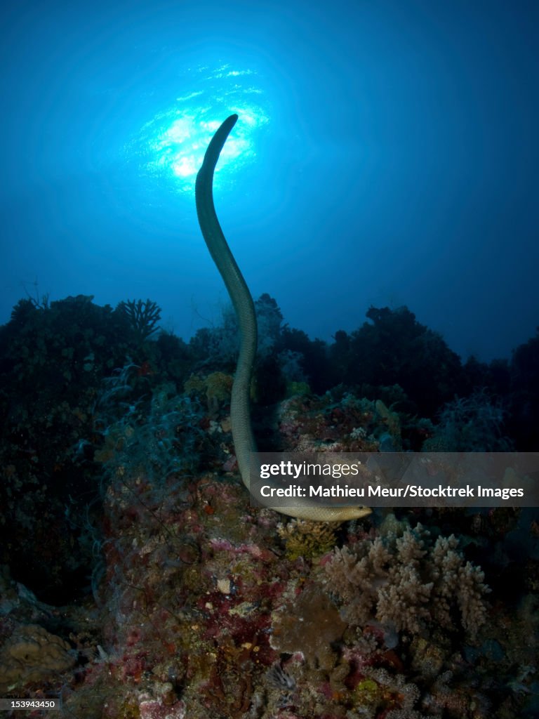 Sea krait snake, Great Barrier Reef, Queensland, Australia.