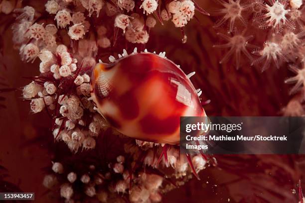 tiny cowrie shell on dendronephtya soft coral, lembeh strait, bitung, north sulawesi, indonesia. - corallimorpharia stock pictures, royalty-free photos & images