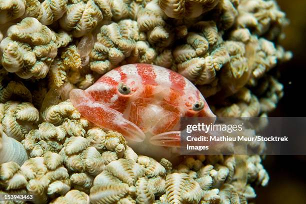 tiny red and white striped raspberry crab, komodo, indonesia. - corallimorpharia stock pictures, royalty-free photos & images