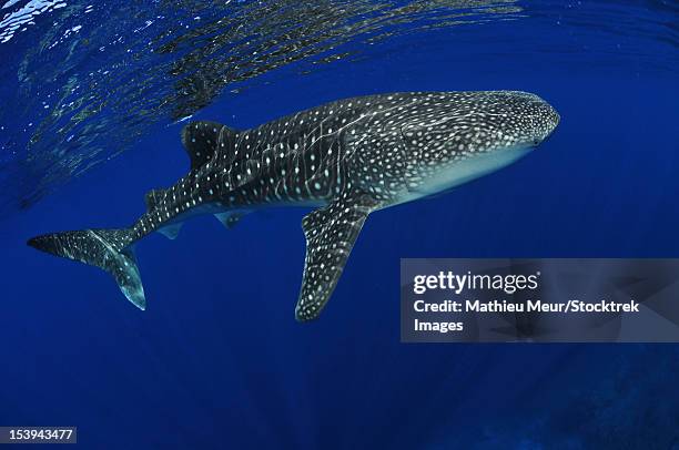 whale shark near surface with sun rays, christmas island, australia. - christmas island stock pictures, royalty-free photos & images