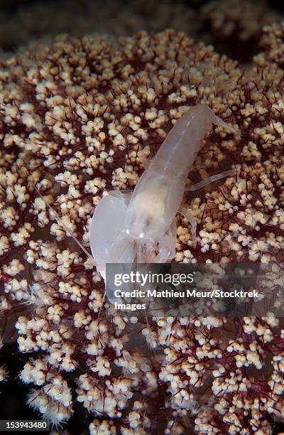 white snapping shrimp on purple coral, lembeh strait, bitung, north sulawesi, indonesia. - corallimorpharia stock pictures, royalty-free photos & images