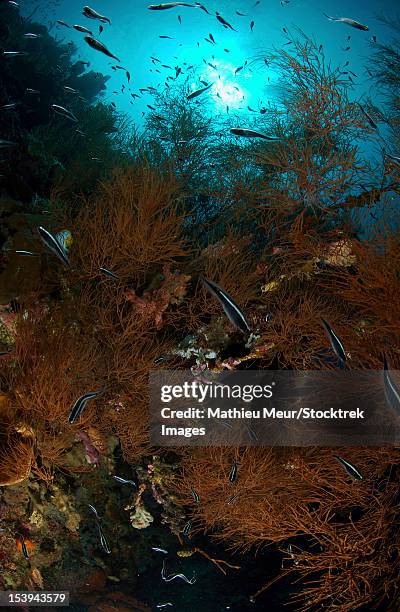 school of black and white convict blenny in brown black coral bush, north sulawesi, indonesia. - black blenny stock pictures, royalty-free photos & images