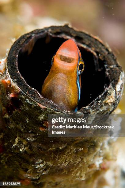 smiling orange blenny peking out of a tube, komodo, indonesia. - blenny stock pictures, royalty-free photos & images