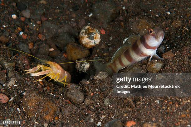 orange, white and blue goby with commensal yellow and red blind shrimp, bali, indonesia. - blenny stock pictures, royalty-free photos & images