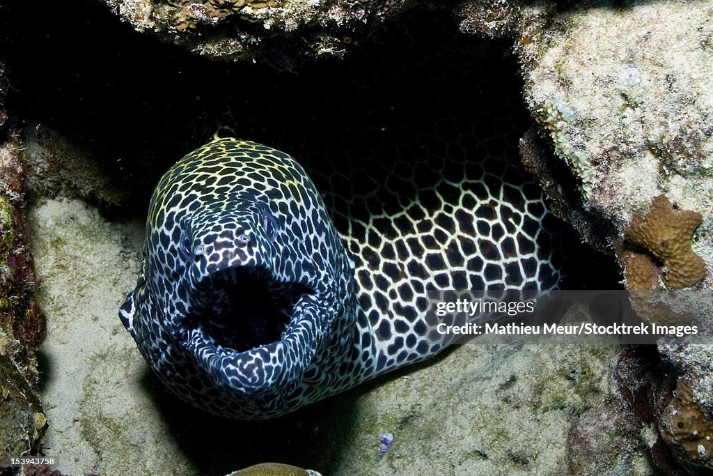 Black and white honeycomb moray eel, Australia.