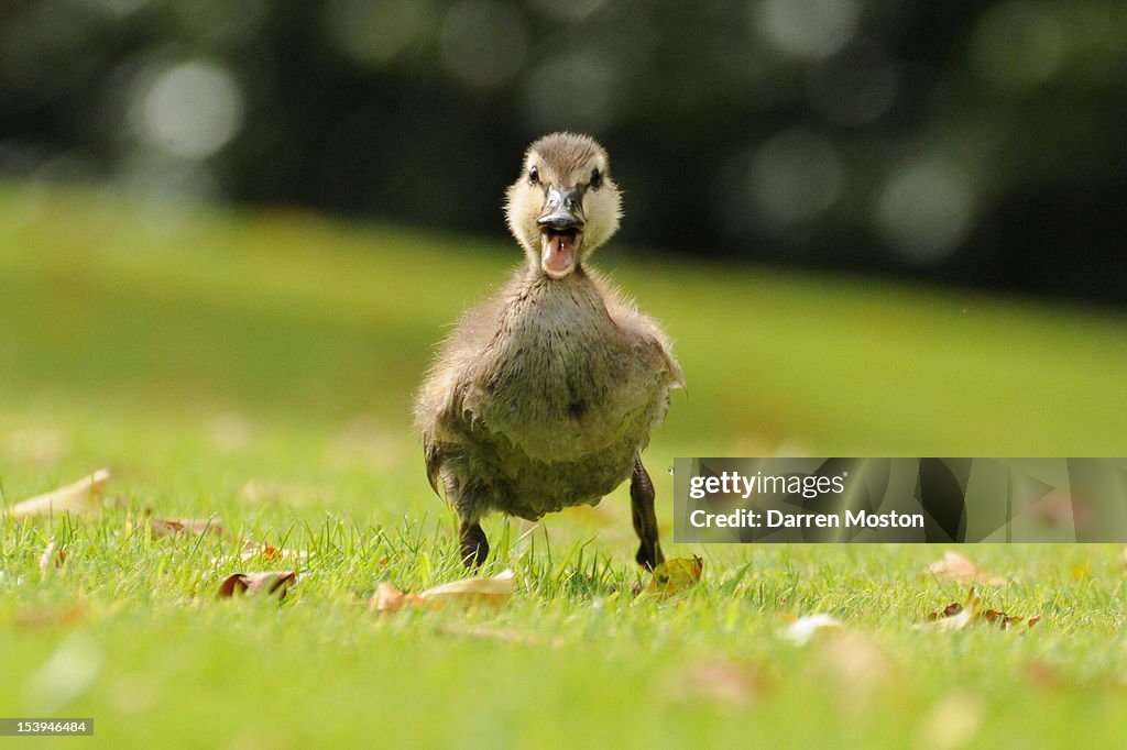 A Duckling running