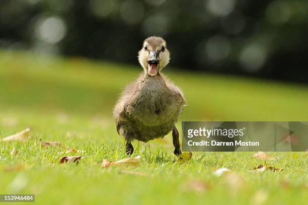a duckling running - duck bird stock pictures, royalty-free photos & images