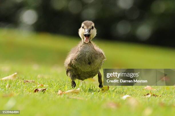 a duckling running - patinho imagens e fotografias de stock