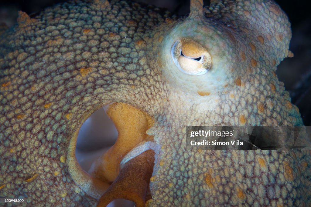Retrato de pulpo