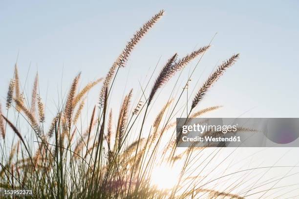 portugal, algarve, sagres, view of grass on beach, close up - marram grass stock pictures, royalty-free photos & images