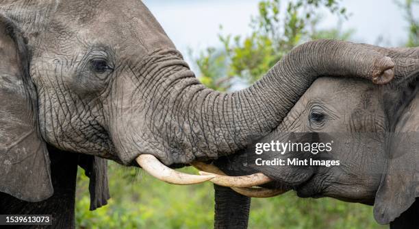 two elephants, loxodonta africana, greet each other - protección-de-fauna-salvaje fotografías e imágenes de stock
