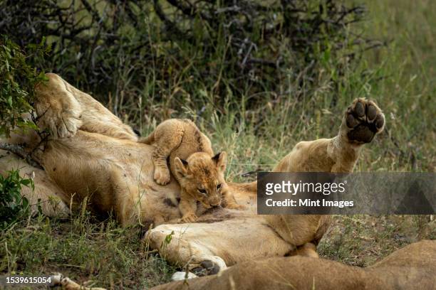 a lion cub, panthera leo, suckling from its mother - lioness stock pictures, royalty-free photos & images