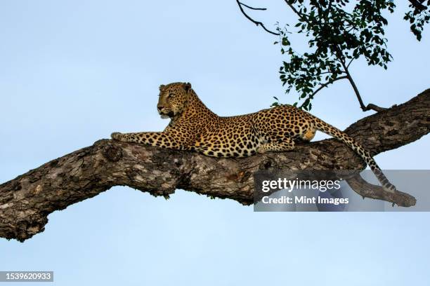 a male leopard, panthera pardus, lying in a marula tree, sclerocarya birrea - leopard stock pictures, royalty-free photos & images