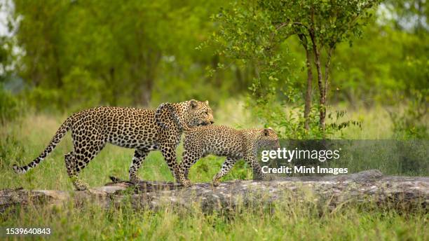 a leopard and her cub, panthera pardus, climbing a tree - safari animals stock pictures, royalty-free photos & images