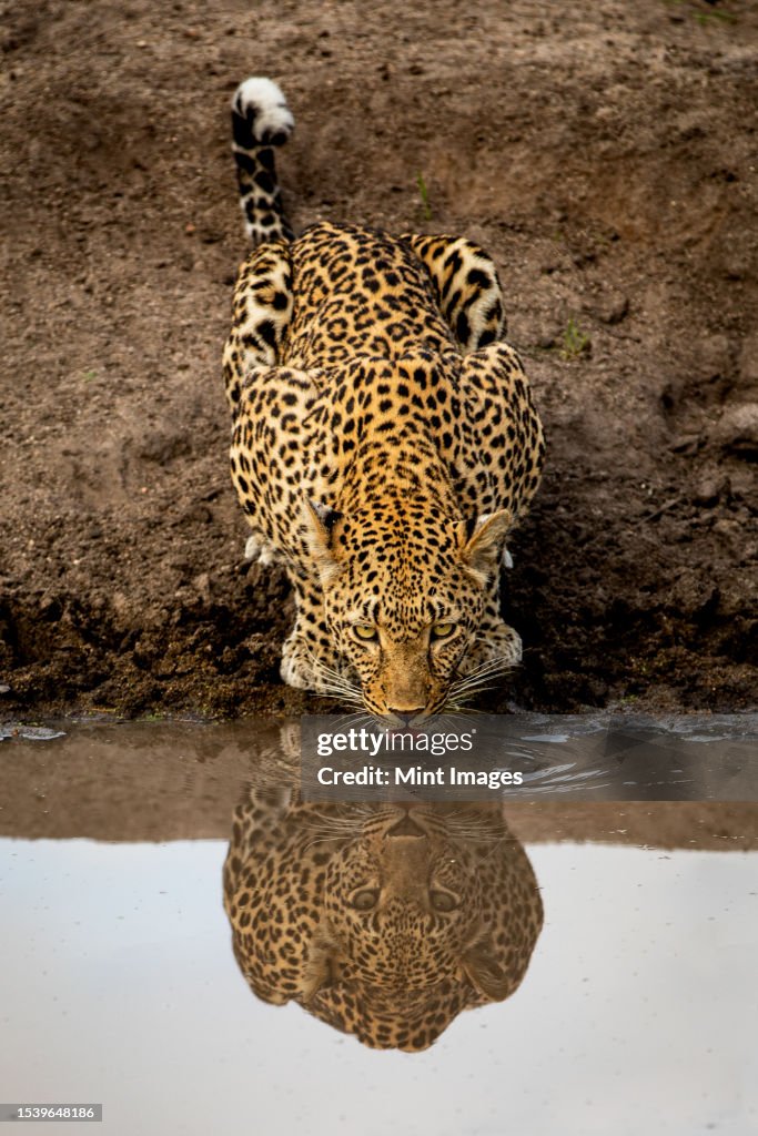 A leopard, Panthera pardus, drinking from a dam, reflection in water