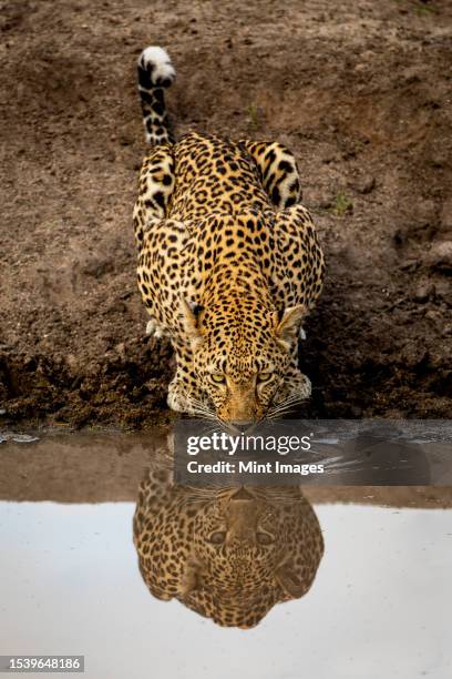 a leopard, panthera pardus, drinking from a dam, reflection in water - sabi sands reserve stock pictures, royalty-free photos & images