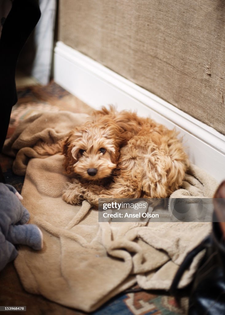 Cockapoo puppy