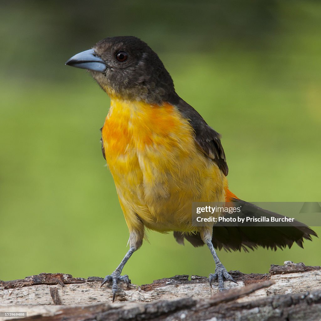 Flame-rumped Tanager