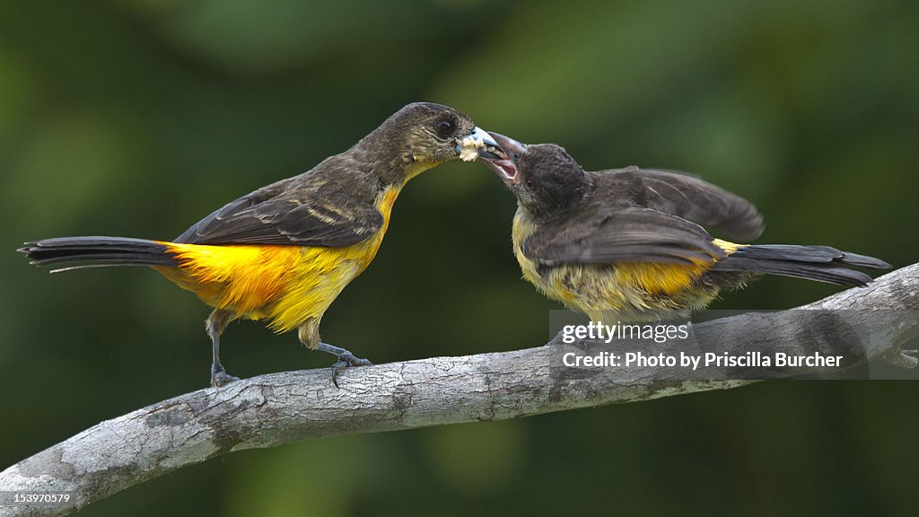 Ramphocelus flammigerus mother and daughter