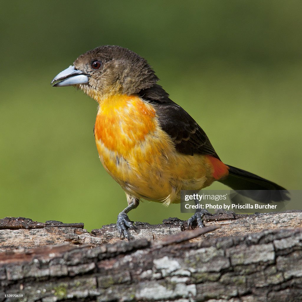 Ramphocelus flammigerus