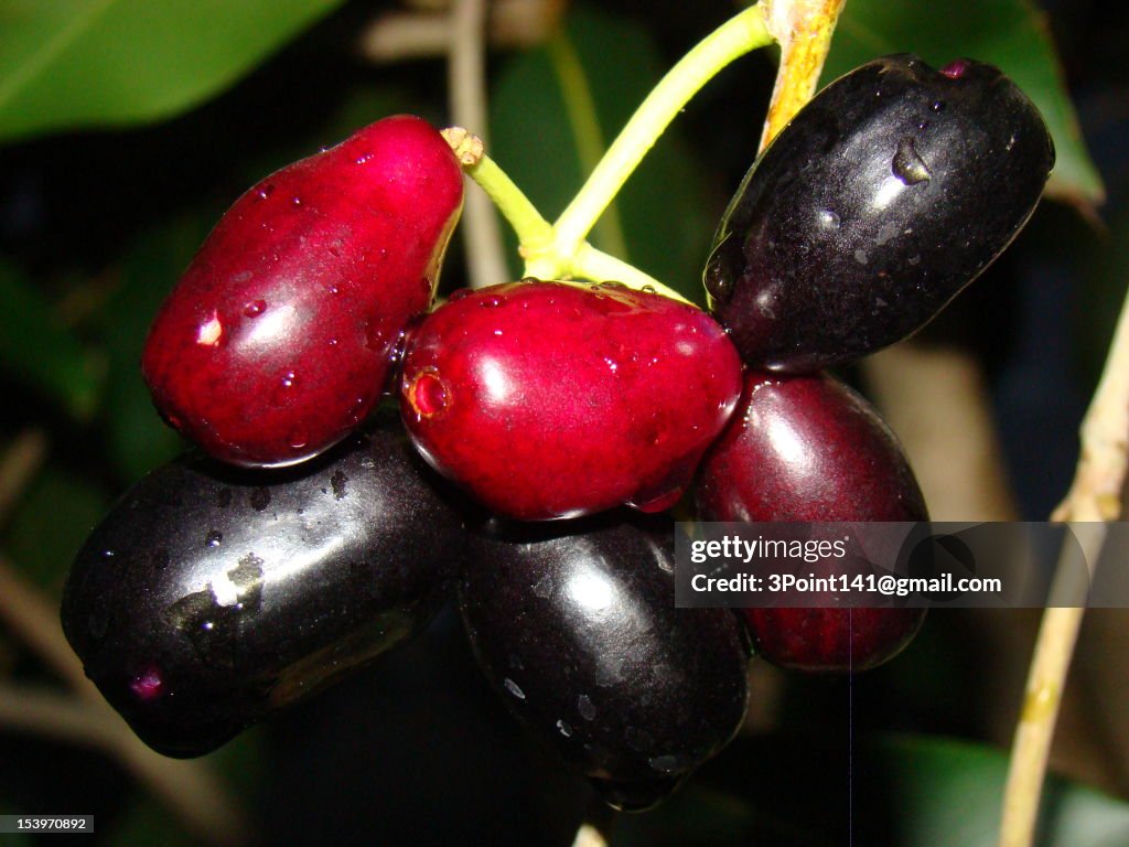 Java Plum High-Res Stock Photo - Getty Images
