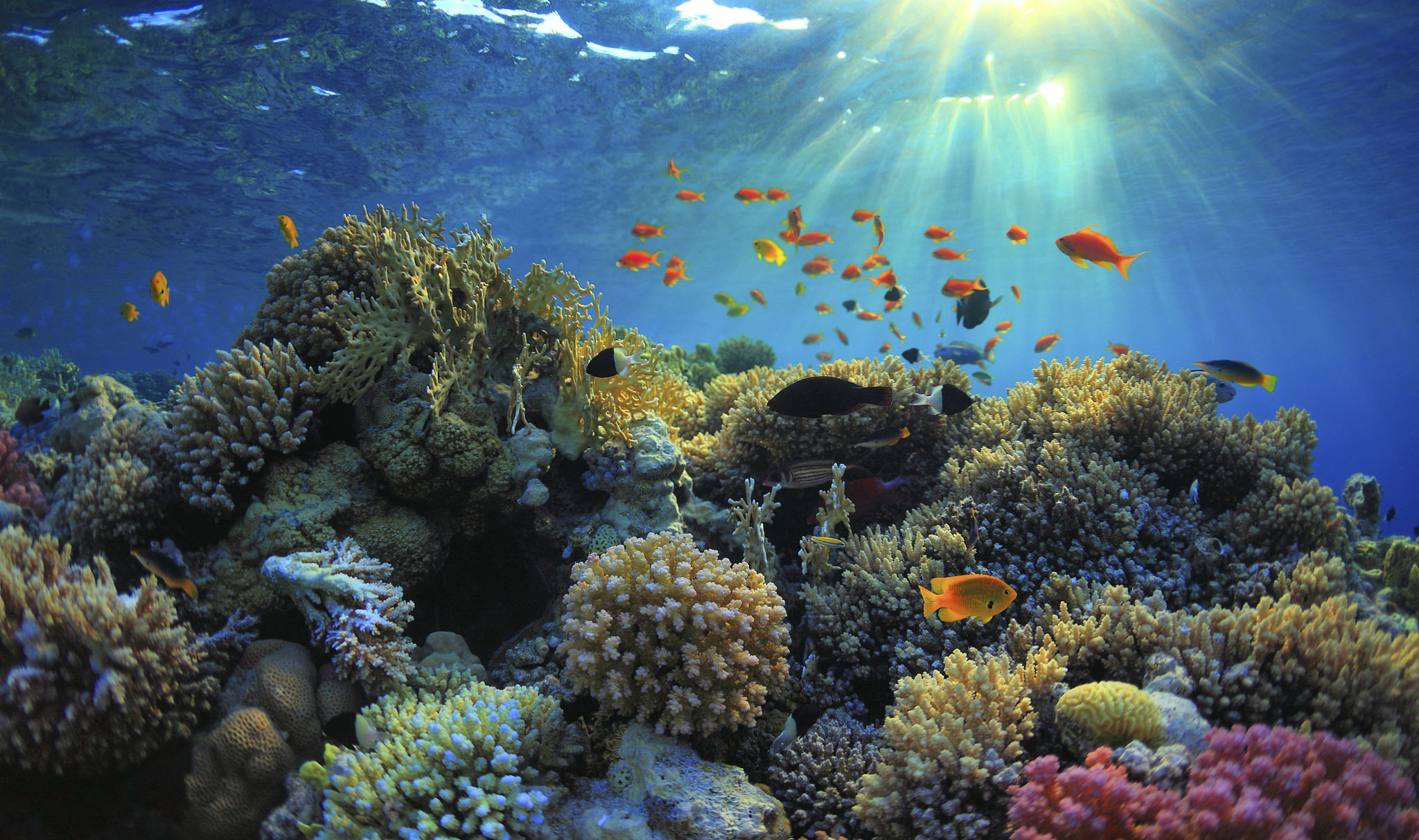red sea coral reef