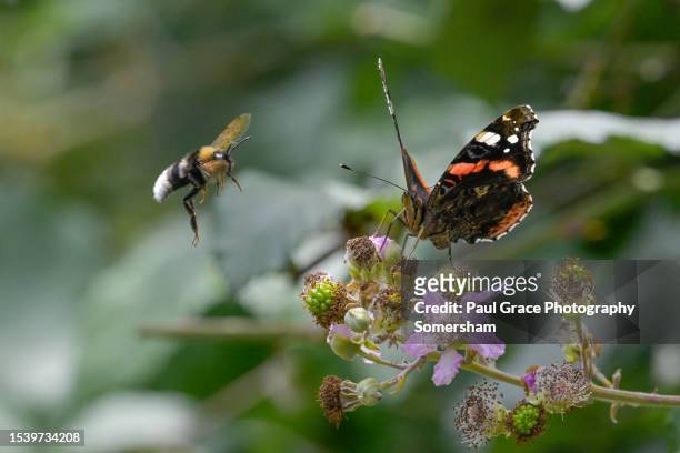 red admiral. (vanessa atalanta) and a vestal cuckoo bumblebee (bombus vestalis) in flight. - bees and butterflies stock pictures, royalty-free photos & images