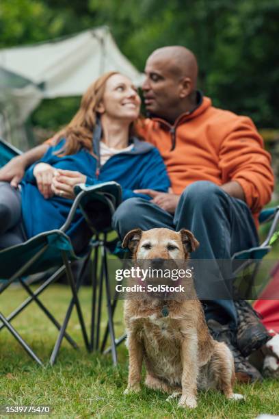 pets are part of the family - camping chair stock pictures, royalty-free photos & images