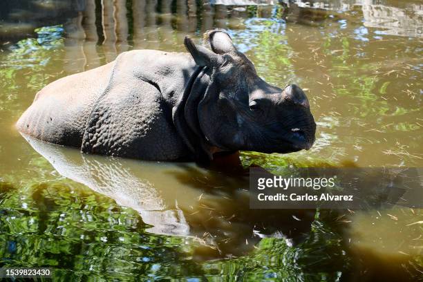 An Indian rhinoceros cools off in a pond at the Zoo Aquarium on July 13, 2023 in Madrid, Spain. With an ongoing drought and heatwave credited to...