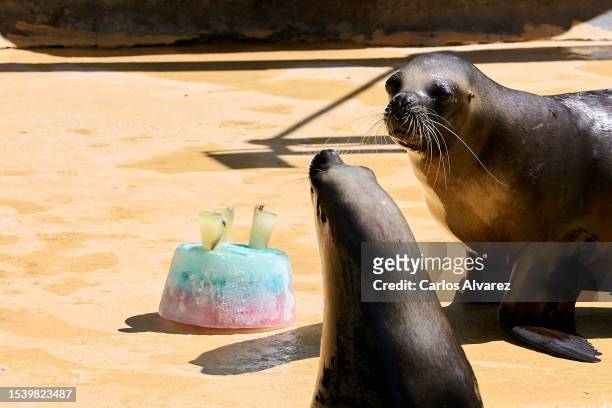 Two South American sea lion enjoys a fish ice cream at the Zoo Aquarium on July 13, 2023 in Madrid, Spain. With an ongoing drought and heatwave...