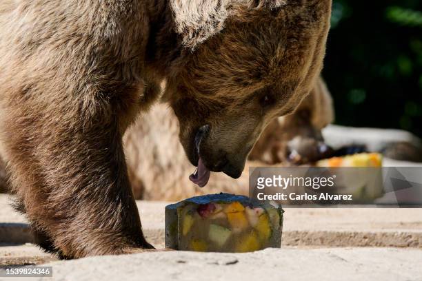 Brown bear enjoys an 'ice cream' of different fruits at the Zoo Aquarium on July 13, 2023 in Madrid, Spain. With an ongoing drought and heatwave...