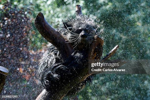 Binturong receives a cool shower from her keeper at the Zoo Aquarium on July 13, 2023 in Madrid, Spain. With an ongoing drought and heatwave credited...