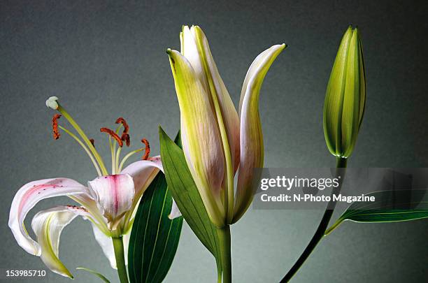 Still from a time lapse photography shoot of a bouquet of stargazer lilies slowly opening, taken on February 4, 2012.